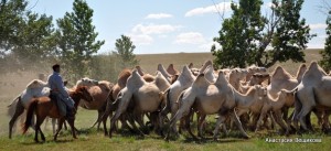 Верблюжье хозяйство Эрзинского района Тувы. До Монголии несколько километров. Автор фото — Анастасия Вещикова